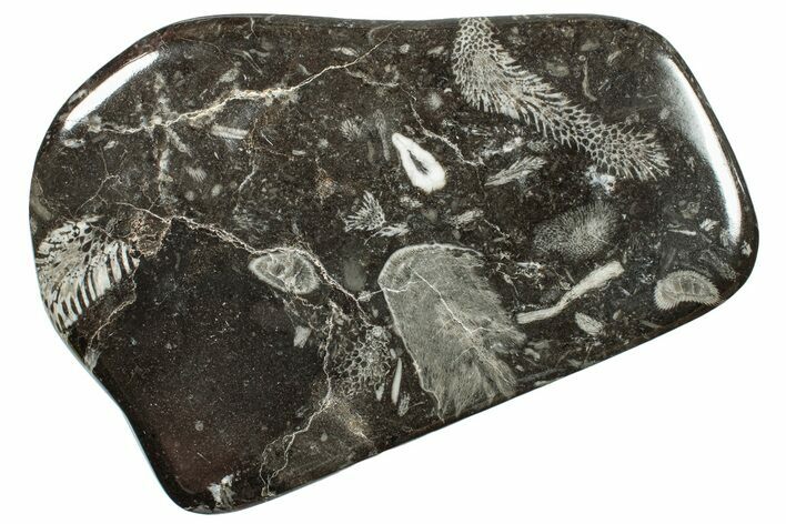 Polished Devonian Fossil Coral and Bryozoan Plate - Morocco #255647